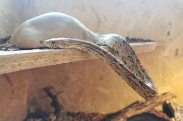 Snakes kaufen und verkaufen Photo: Kornnatter plus Terrarium zu verkaufen