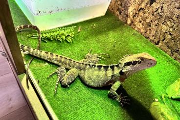 Lizards kaufen und verkaufen Photo: Australische wateragaam ( lesueurs wateragame)