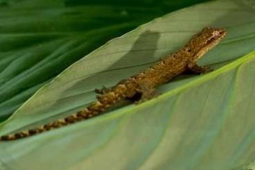 Geckos kaufen und verkaufen Photo: Jungferngecko (Lepidodactylus lugubris) 