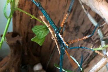 Insekten kaufen und verkaufen Foto: Achrioptera manga Türkisblaue Riesenstabschrecke Eier 