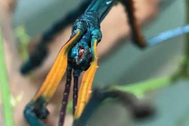 Insekten kaufen und verkaufen Foto: Achrioptera manga Türkisblaue Riesenstabschrecke Nymphe Insekten kaufen und verkaufen Foto: Achrioptera manga Türkisblaue Riesenstabschrecke Nymphe