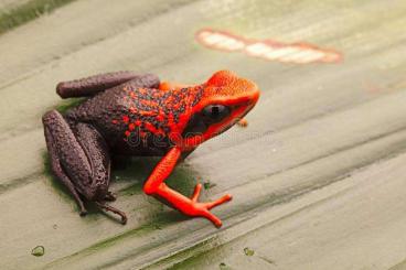 Poison dart frogs kaufen und verkaufen Photo: Ameerega silverstonei rot schwarz