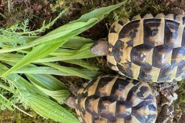 Landschildkröten kaufen und verkaufen Foto: 2x Testudo Hermanni (griechische Landschildkröten)