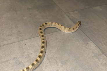 Snakes kaufen und verkaufen Photo: Heterodon Nasicus Annaconda het Toffee Belly Snakes kaufen und verkaufen Photo: Heterodon Nasicus Annaconda het Toffee Belly