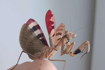 Insects kaufen und verkaufen Photo: Prohierodula, Miomantis, Rhombodera 