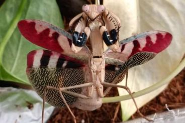 Insects kaufen und verkaufen Photo: Prohierodula picta        