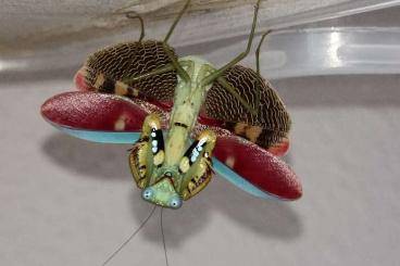 Insects kaufen und verkaufen Photo: Prohierodula flavipennis                