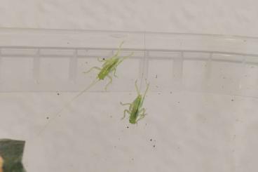 Insekten kaufen und verkaufen Foto: Lirometopum coronatum Eier Insekten kaufen und verkaufen Foto: Lirometopum coronatum Eier