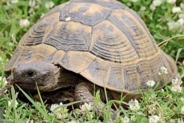 Landschildkröten kaufen und verkaufen Foto: Zuchtgruppe-Weibliche Griechische Landschildkröten 