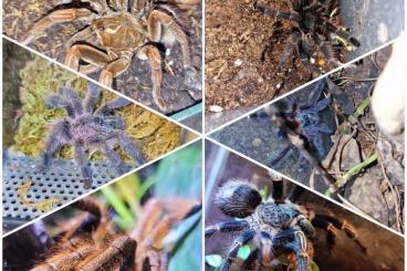 - bird spiders kaufen und verkaufen Photo: Verschiedene Vogelspinnen - bird spiders kaufen und verkaufen Photo: Verschiedene Vogelspinnen
