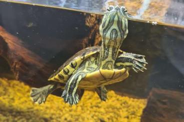 Schildkröten  kaufen und verkaufen Foto: Cumberland Schmuckschildkröte abzugeben (trachemys scripta troosti)