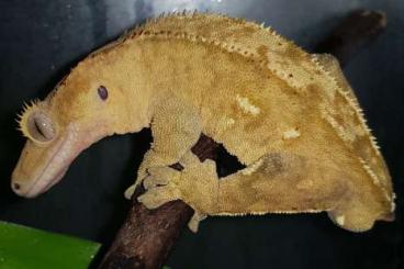 Geckos kaufen und verkaufen Foto: Kronengecko 1,0 Correlophus ciliatus
