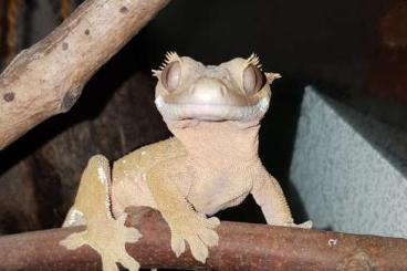 Geckos kaufen und verkaufen Foto: Correlophus ciliatus 0,1 Kronengecko