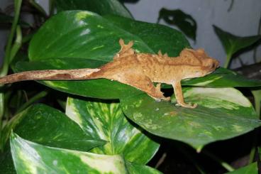 Geckos kaufen und verkaufen Photo: Correlophus ciliatus 0,0,2 Kronengecko