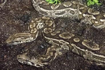 Boas kaufen und verkaufen Photo: Zwei Acrantophis Dumerili weibchen