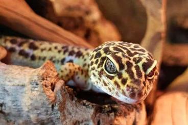 Geckos kaufen und verkaufen Foto: Drei Leopardgeckos (gesund, erwachsen)