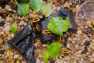 frogs kaufen und verkaufen Photo: Phyllobates terribilis, Dendrobatus t. azureus