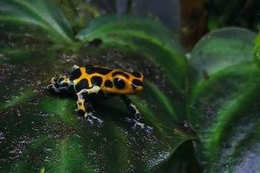 Poison dart frogs kaufen und verkaufen Photo: Ranitomeza imitator "Chazuta"