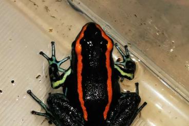 Pfeilgiftfrösche kaufen und verkaufen Foto: Phyllobates vittatus Nachtzuchten