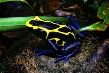 Pfeilgiftfrösche kaufen und verkaufen Foto: Dendrobates tinctorius 'Nominat' Nachtzuchten Pfeilgiftfrösche kaufen und verkaufen Foto: Dendrobates tinctorius 'Nominat' Nachtzuchten
