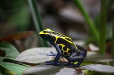 Pfeilgiftfrösche kaufen und verkaufen Foto: Dendrobates tinctorius 'Nominat' Nachtzuchten