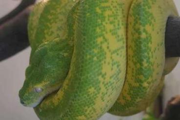 Pythons kaufen und verkaufen Foto: SUCHE Morelia viridis 0.1 Female/ Weibchen