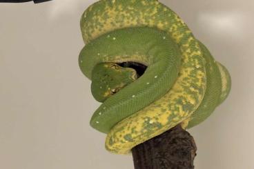 Schlangen kaufen und verkaufen Foto: Morelia viridis 0.1 Sorong x Calico 04/22 Baumpython