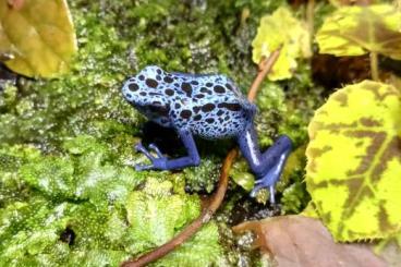 Pfeilgiftfrösche kaufen und verkaufen Foto: Suche einen sicheren d. tinctorius azureus Mann