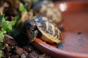 Landschildkröten kaufen und verkaufen Foto: Testudo hermanni boettgeri NZ 2022 griechische Landschildkröte