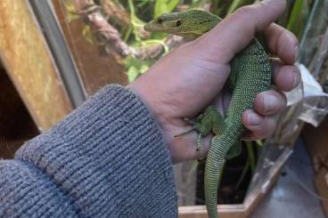 Monitor lizards kaufen und verkaufen Photo: a vendre varanus prasinus