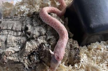 Schlangen kaufen und verkaufen Foto: Western Hognose Snakes (Heterodon Nasicus) for Rehoming
