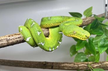 Schlangen kaufen und verkaufen Foto: 0.2 corallus caninus for sale! 