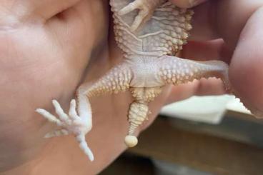 Geckos kaufen und verkaufen Photo: 1.1.0 N. Amyae unrelated “23