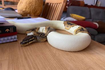 Ball Pythons kaufen und verkaufen Photo: Königspython Piebald mit Terrarium