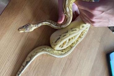 Ball Pythons kaufen und verkaufen Photo: Pewter Lesser Königspython mit Terrarium