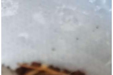 - bird spiders kaufen und verkaufen Photo: Avicularia Avicularia 0.0.1 ca. 1cm KL