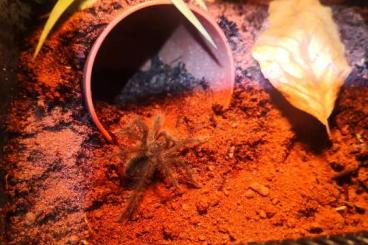 Vogelspinnen kaufen und verkaufen Foto: 0.0.1 Theraphosa Blondi 2cm KL