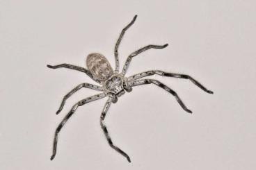 Spinnen und Skorpione kaufen und verkaufen Foto: Holconia murrayensis oferr Spinnen und Skorpione kaufen und verkaufen Foto: Holconia murrayensis oferr