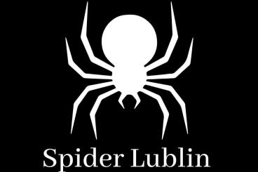 Spinnen und Skorpione kaufen und verkaufen Foto: Brachypelma auratum L1 50
