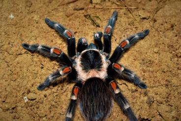Spinnen und Skorpione kaufen und verkaufen Foto: Brachypelma auratum L1  500psc for sale