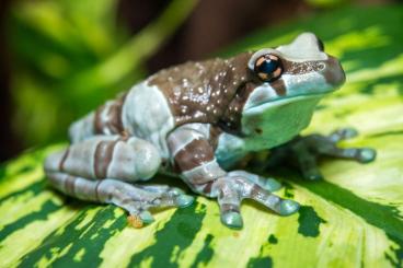 frogs kaufen und verkaufen Photo: Ich möchte 3 junge Trachycephalus resinifictrix kaufen