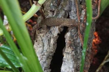 Geckos kaufen und verkaufen Foto: Jungferngeckos/ Lepidodactylus lugubris Geckos kaufen und verkaufen Foto: Jungferngeckos/ Lepidodactylus lugubris