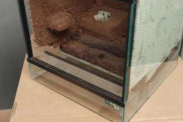 Pfeilgiftfrösche kaufen und verkaufen Foto: ENT Terrarien mit schrägen Boden abzugeben Pfeilgiftfrösche kaufen und verkaufen Foto: ENT Terrarien mit schrägen Boden abzugeben