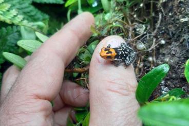 Pfeilgiftfrösche kaufen und verkaufen Foto: mehrere R.fantasticus abzugeben, Tiere 3-6 Monate