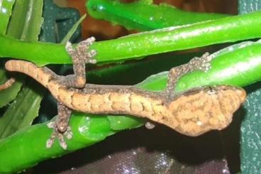 Lizards kaufen und verkaufen Photo: Jungferngecko Lepidodactylus lugubris 