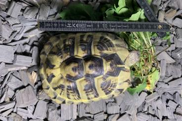 Landschildkröten kaufen und verkaufen Foto: Griechische Landschildkröte 