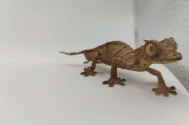 Geckos kaufen und verkaufen Photo: Uroplatus ebenaui (true ebenaui) abzugeben Geckos kaufen und verkaufen Photo: Uroplatus ebenaui (true ebenaui) abzugeben
