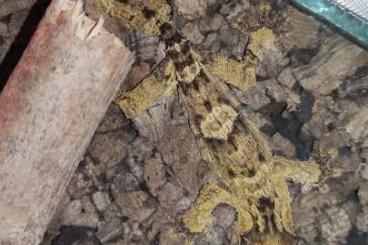 Geckos kaufen und verkaufen Photo: 3.0 Uroplatus henkeli "Piebald inside" Geckos kaufen und verkaufen Photo: 3.0 Uroplatus henkeli "Piebald inside"