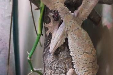 Geckos kaufen und verkaufen Photo: 1.0 Uroplatus giganteus abzugeben Geckos kaufen und verkaufen Photo: 1.0 Uroplatus giganteus abzugeben