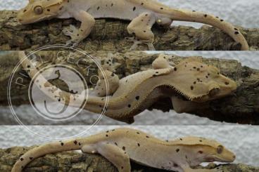 Geckos kaufen und verkaufen Foto: Red Dalmatian adult prooven male